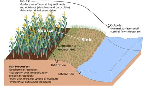 Do Vegetated Buffers Actually Mitigate Nutrient Runoff In Canada Top