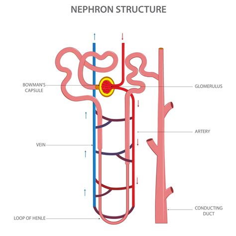 Structure Of Nephron In Kidney Vector Illustration In White Background