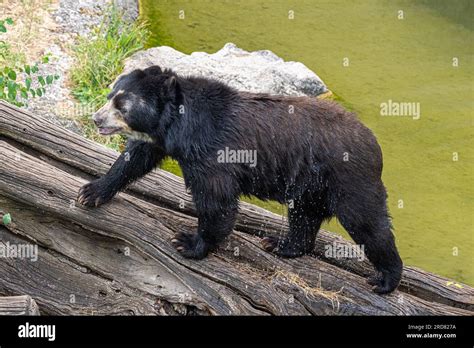 Spectacled Bear Tremarctos Ornatus Andean Bear Stock Photo Alamy