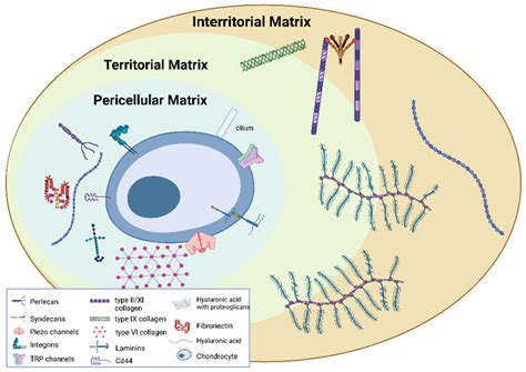 Pericellular Territorial And Interterritorial Matrix Created With