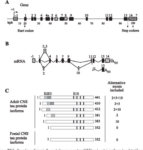 Table 1 from Tau protein as a differential biomarker of tauopathies ...