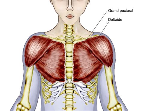 Overview Of Chest Muscles