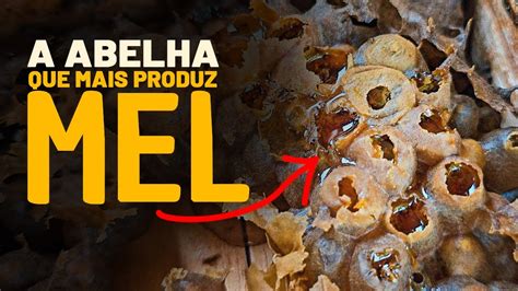 Abelha Cachorro Produz Mel - A ABELHA SEM FERRÃO que mais produz MEL - YouTube