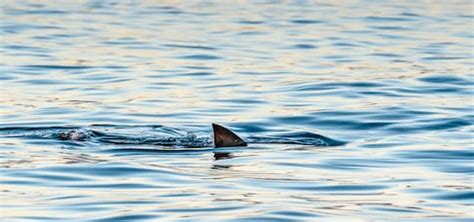 C Est Extraordinaire Attaqu Par Un Requin Un Surfeur De Ans