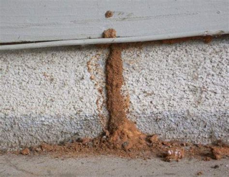 What Is Termite Treatment Types And Methods