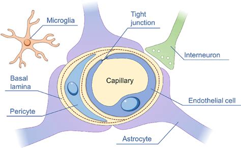 Schematic Illustration Of The Bbb Structure Capillary Endothelial