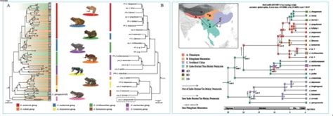 A Combined Approach Of Mitochondrial DNA And Anchored Nuclear