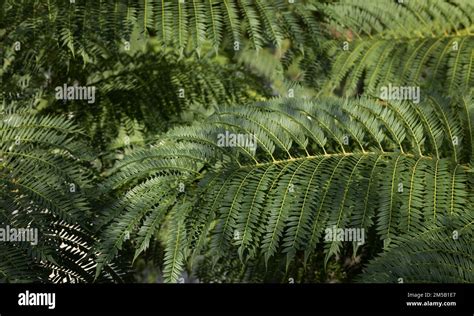 Background From The Branches Of Jacaranda Mimosifolia Wallpaper Stock