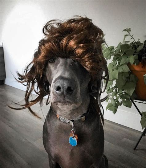 Behold! Dogs In Wigs Is an Actual Instagram Trend! - Funny Wallpaper 7