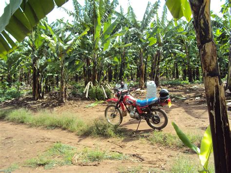 Bondei Sambaa Zigua Kilimo Cha Ndizi Kakunyu