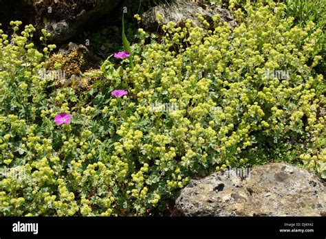 Ladies Mantle Flowers Hi Res Stock Photography And Images Alamy