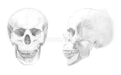 Human Skull Three Quarter View Pencil Drawing Style Stock