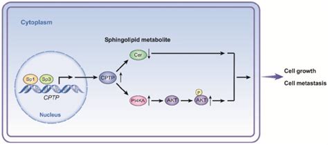 Schematic Diagram Illustrating The Proposed Mechanism Of Cptp In Pc