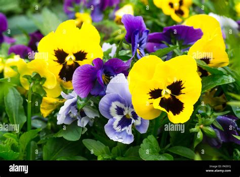 Viola Tricolor Var Hortensis Growing In Uk Garden Hi Res Stock