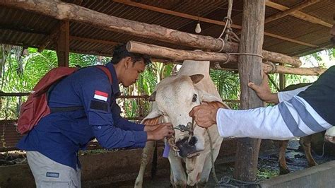 Jelang Idul Adha Dinas Perkebunan Dan Peternakan Batanghari Bakal Cek