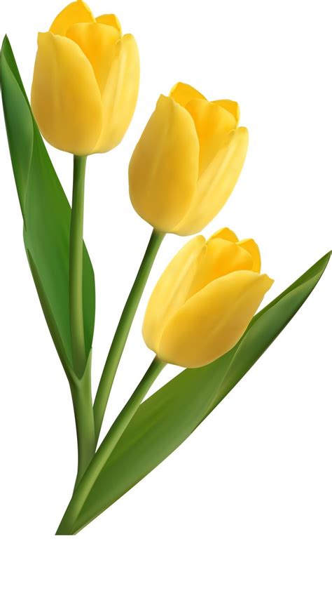 Three Yellow Tulips With Green Leaves On A White Background