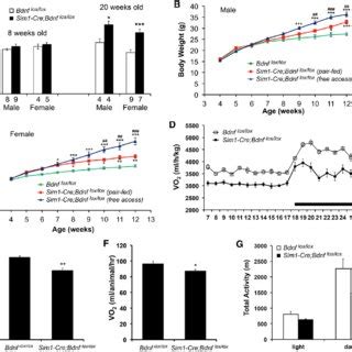 Reduced Energy Expenditure In Sim Cre Bdnf Lox Lox Mice A Daily Food