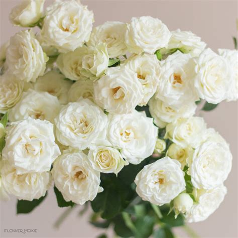 White Flowers | Bulk Fresh Wedding Flowers Online | Flower Moxie