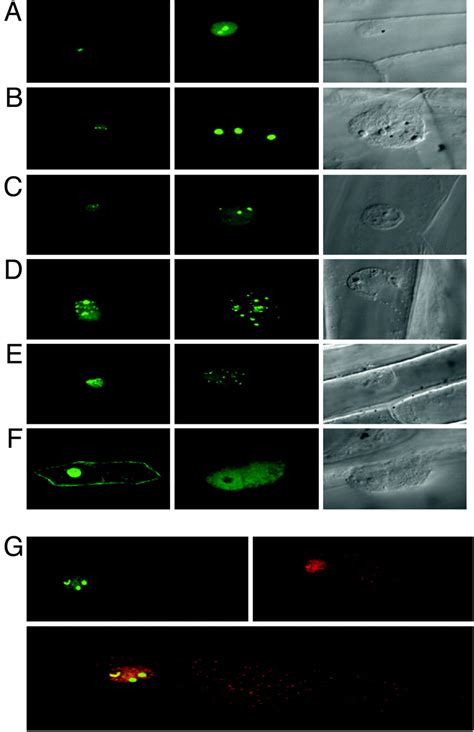 Protein Kinase CK2 Modulates Developmental Functions Of The Abscisic