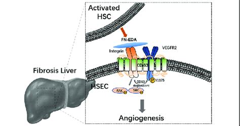 Schematic Figure Illustrating The Mechanism Of Fn Eda Promoting