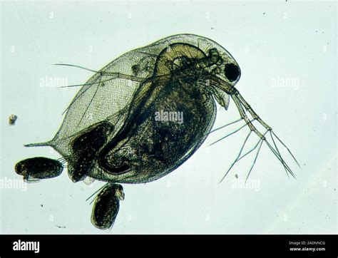 Light Micrograph Of A Water Flea Daphnia Sp Giving Birth Daphnia