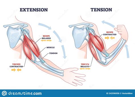 Contrazione E Rilassamento Di Bicipiti D Armi E Tricipiti Muscoli Diagramma Di Massima