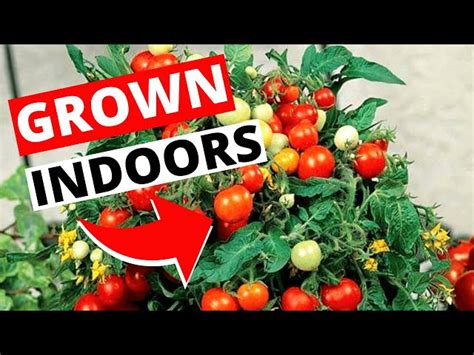 Indoor Tomato Plants