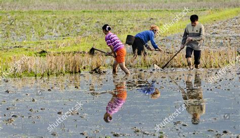 Workers Rice Field Mai Chau Village Editorial Stock Photo Stock Image