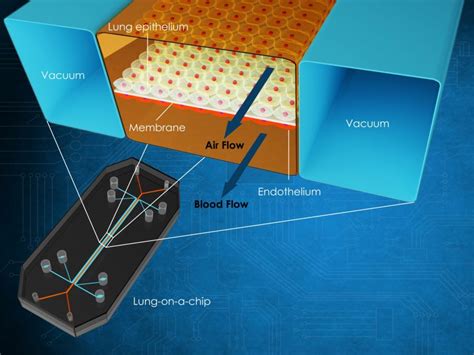 Lung On A Chip Model Will Help Design New Respiratory Drugs Inside