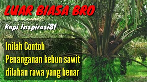 Kebun Kelapa Sawit Dilahan Rawa Berbuah Lebat Kopiinspirasi Youtube