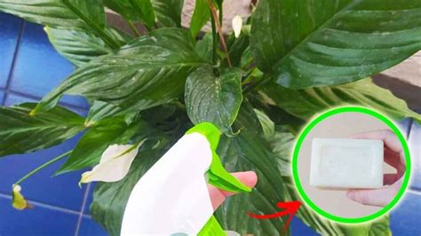 Elimine Todos Los Insectos Y Plagas De Las Plantas Con Una Simple