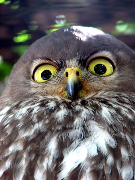 Owls With Stupid Expressions On Their Faces A Gallery On Flickr