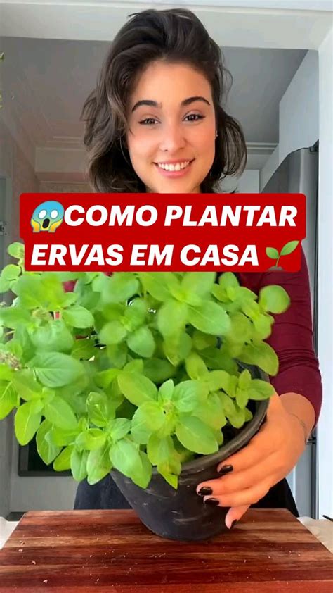 COMO PLANTAR ERVAS EM CASAcomo Plantar Ervas Em Casa Como Fazer