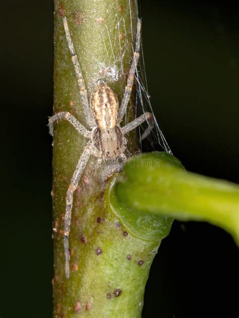 Running Crab Spider Stock Photo Image Of Arachnidae 196071058