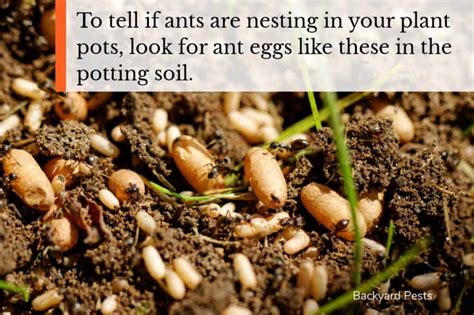 Ways To Stop Ants Nesting In Your Plant Pots And Why They Do It