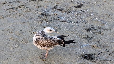 Seagull To Wash Oneself Plumage Free Stock Video Pixabay