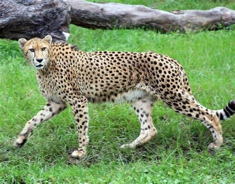 Cheetah Names: 180 Best Names for Cheetahs | PetPress | Animal articles ...