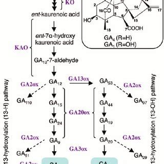 Ga Biosynthesis And Inactivation Pathways In Arabidopsis Solid And