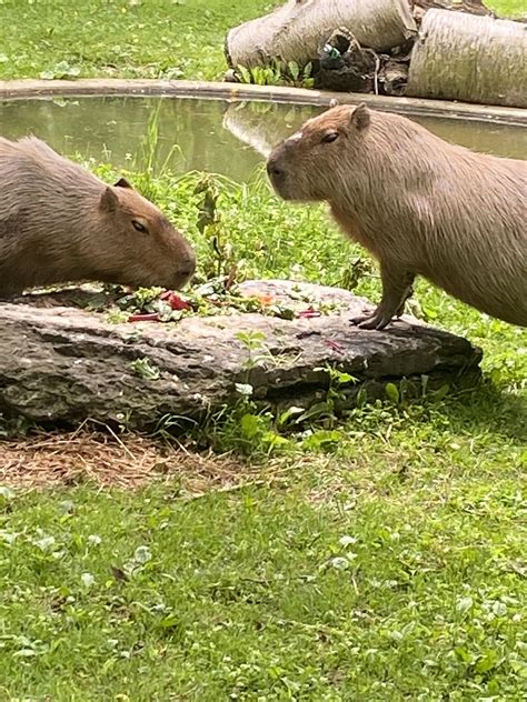 These two babies : r/capybara