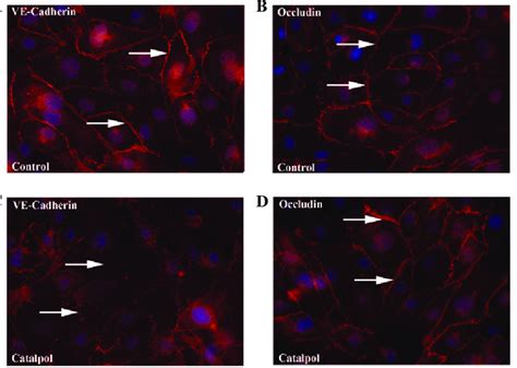 Localization Of Ve Cadherin And Occludin In Huvecs Treated With