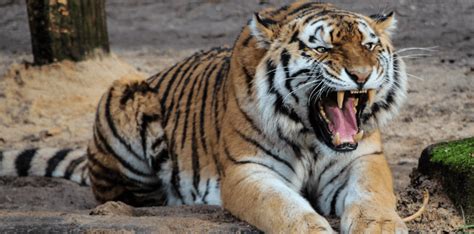 12 Hewan Terkuat Di Dunia Ada Gajah Hingga Semut