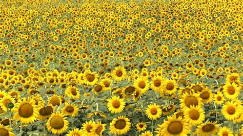 Field of SUNFLOWERS in 4K Ultra HD - YouTube