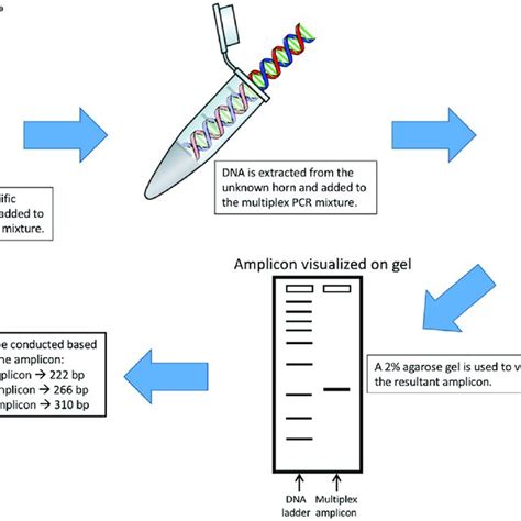 Identification Key To Interpret The Results Of The Multiplex PCR Assay