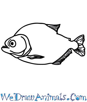 How to Draw a Realistic Piranha