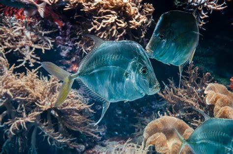 Premium Photo Close Up Of Fishes Swimming In Sea