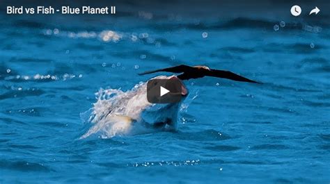 Video: Giant Trevally Attacks and Eats a Bird – The Venturing Angler