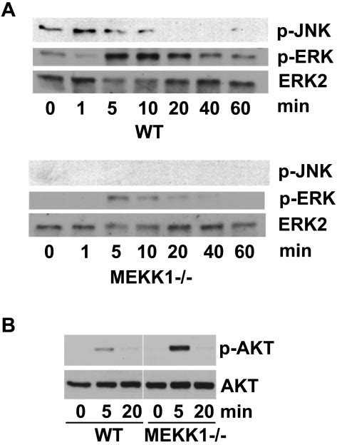 Mekk Regulates Mapk Signaling Downstream Of Stimulation With Fgf