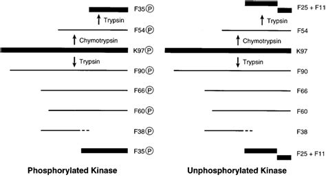 Schematic Representation Of The Major Trypsin Cleavage Sites And One