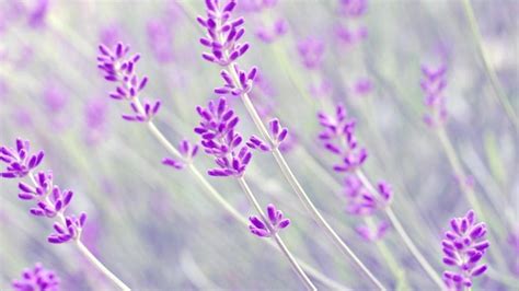 Lavender Desktop Wallpapers - Top Free Lavender Desktop Backgrounds ...