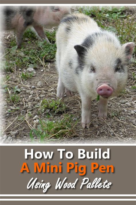 How To Build A Mini Pig Pen Using Wood Pallets